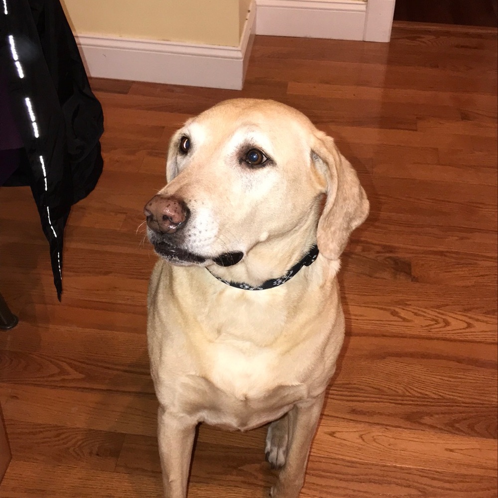 Brett my angel dog, Rest In Peace 🙏🏻  I love you!  Sweetest dog I ever met!