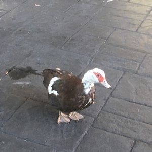 Meet your Posher, Jeffrey