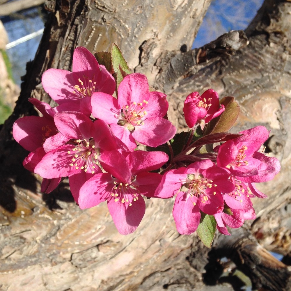 Meet your Posher, Sequoia Sunshine.