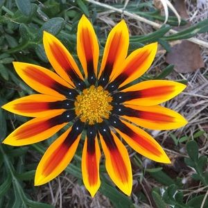 Meet your Posher, Audrey