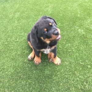 Meet your Posher, Jeffrey