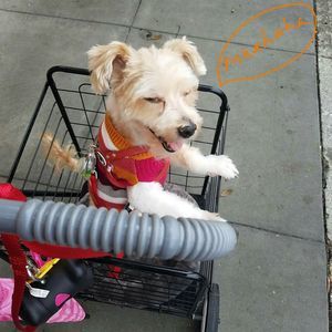 Meet your Posher, Alex