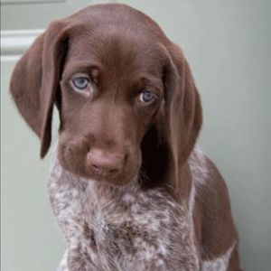 Meet your Posher, Zsofia