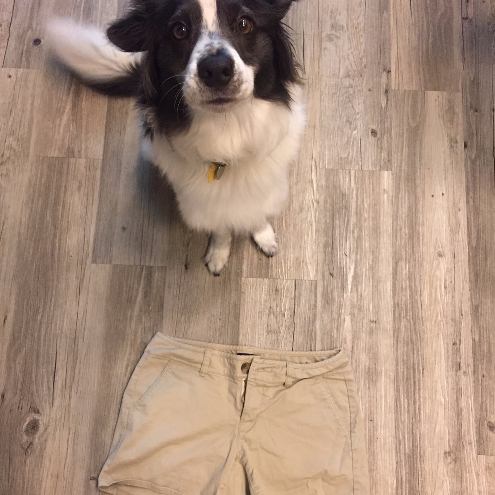 AE Stretch khaki chino shorts (doggo not included)