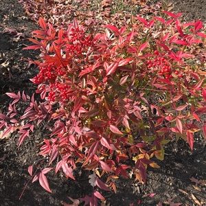 Meet your Posher, Tuong