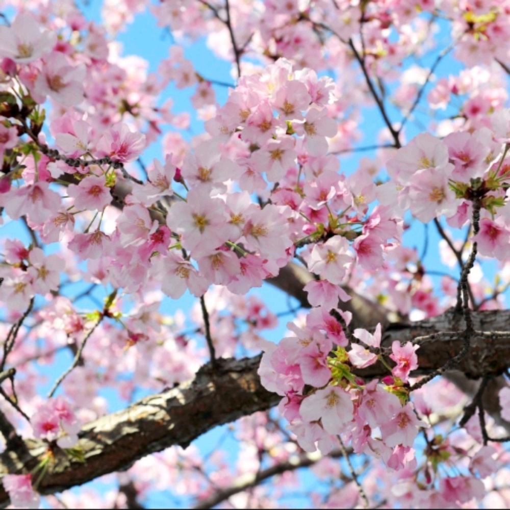 Meet your Posher, Raquel