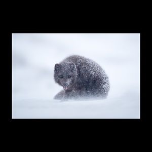 Meet your Posher, Joy