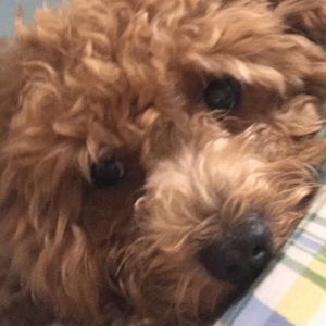Meet your Posher, Junior