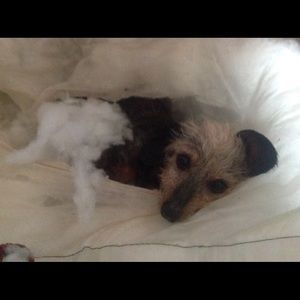 Meet your Posher, Jerry