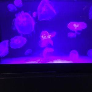 Meet your Posher, Samuel