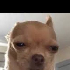 Meet your Posher, Owen