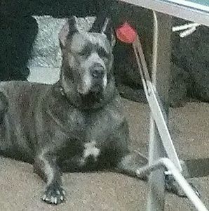 Meet your Posher, Melissa