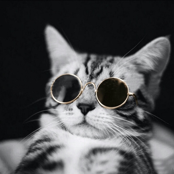 Pet Sunnies - Picture 1 of 3