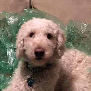 Meet your Posher, Michele