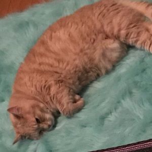 Meet your Posher, Jules