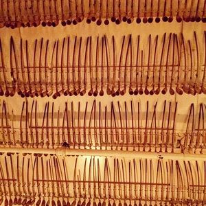 Meet your Posher, Ashu