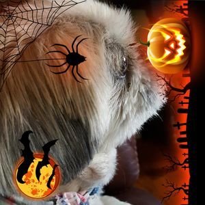 Meet your Posher, Wendy