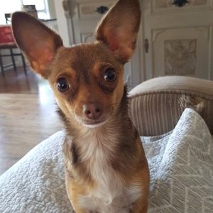 Meet your Posher, Leila