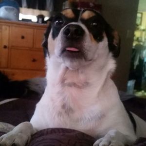 Meet your Posher, Dee