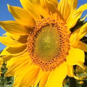 Meet your Posher, Nancy