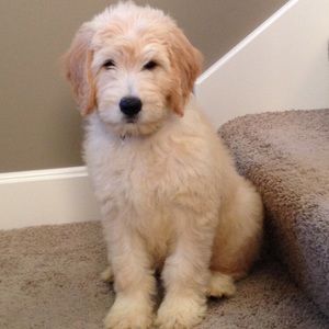 Meet your Posher, Audrianna