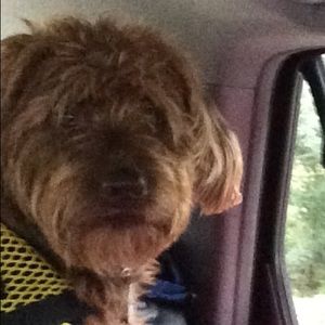 Meet your Posher, Robin