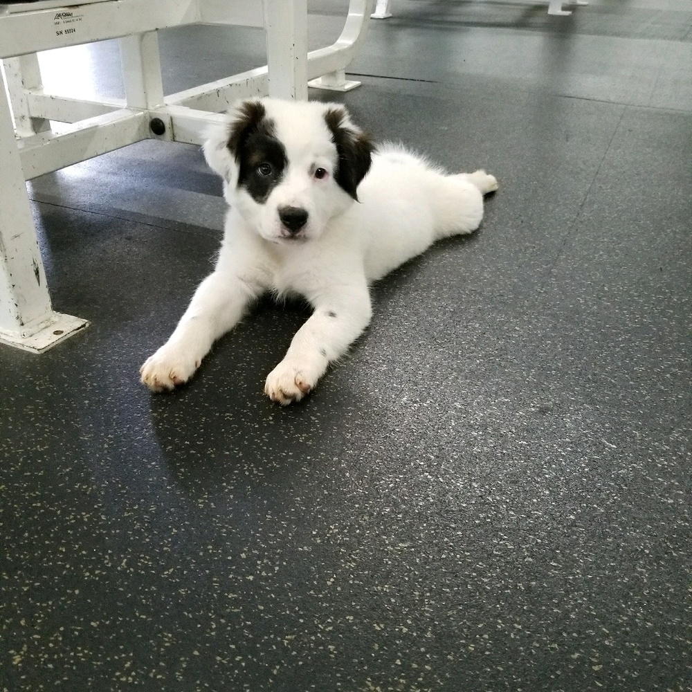 Meet your Posher, Daniel