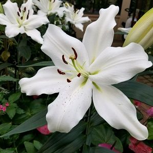 Meet your Posher, Joann