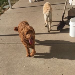 Meet your Posher, Mason