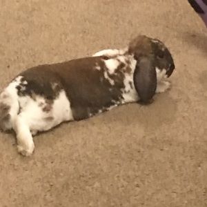 Meet your Posher, Gary