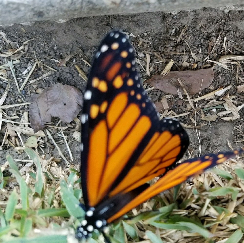 Meet your Posher, Glenda