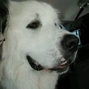 Meet your Posher, Daryian