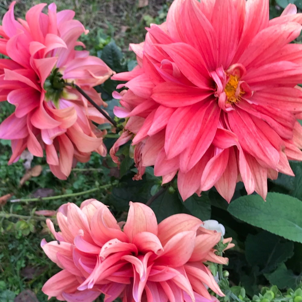 Meet your Posher, Francesca