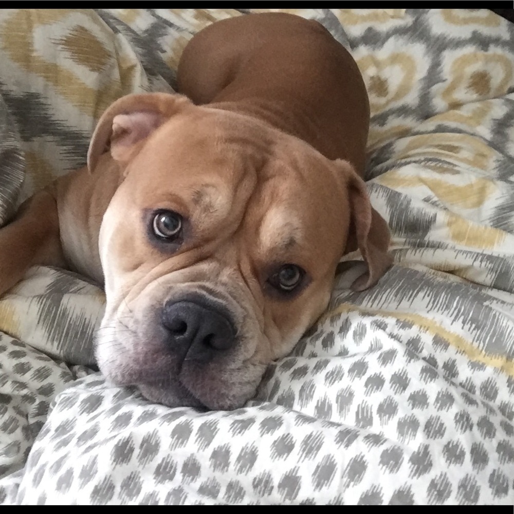 Meet your Posher, Lace