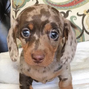 Meet your Posher, Luis