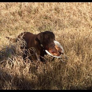 Meet your Posher, Nick