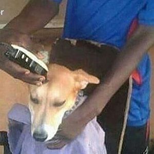 Meet your Posher, Hayden