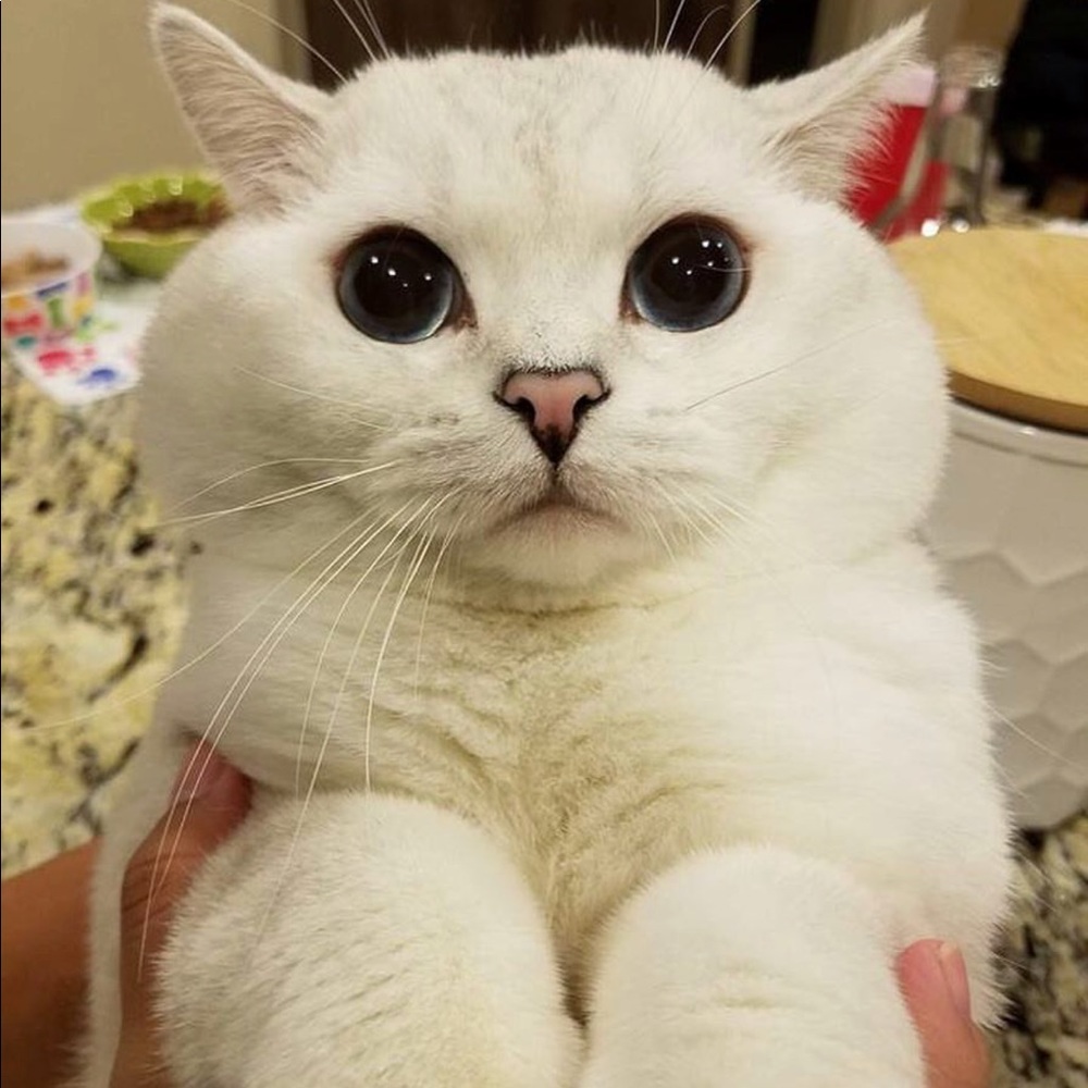 Meet your Posher, Kate