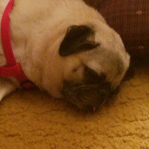 Meet your Posher, Josh