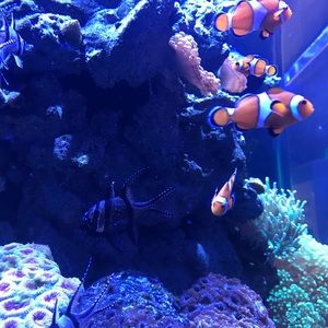 Meet your Posher, Carmen