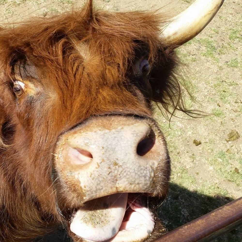 Meet your Posher, Lai'anna