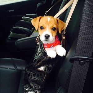 Meet your Posher, Amie