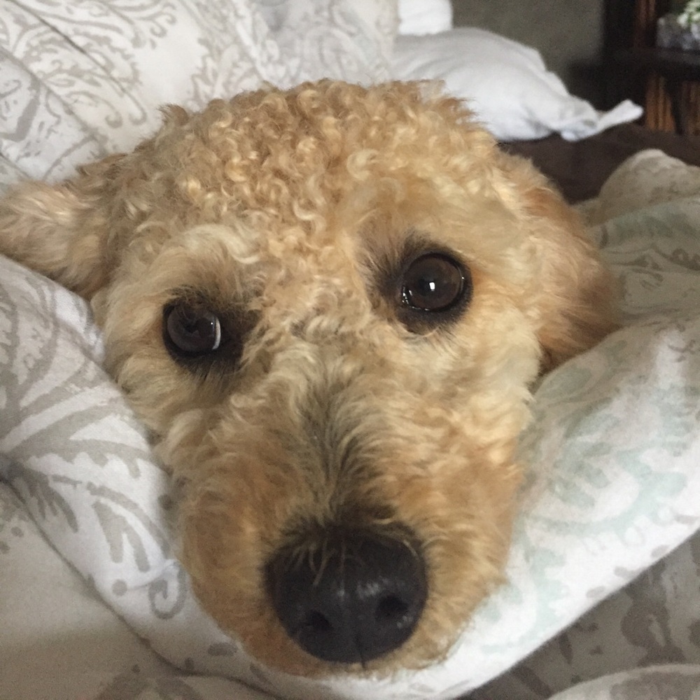 Meet your Posher, Lili