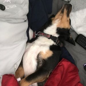 Meet your Posher, Lisa