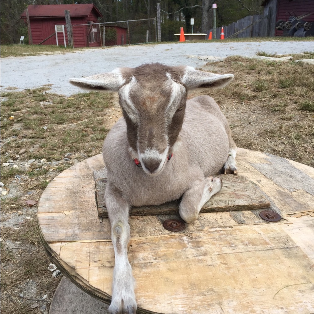 Meet your Posher, Julia