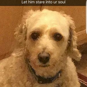 Meet your Posher, Johanes