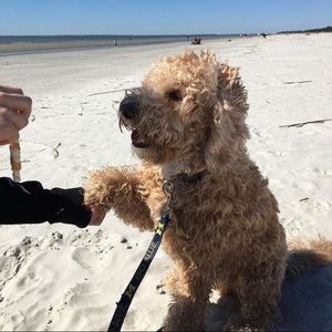 Meet your Posher, Shay