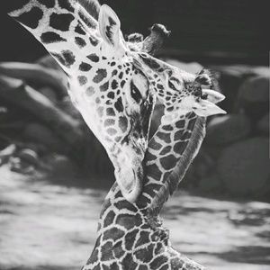 Meet your Posher, Rose