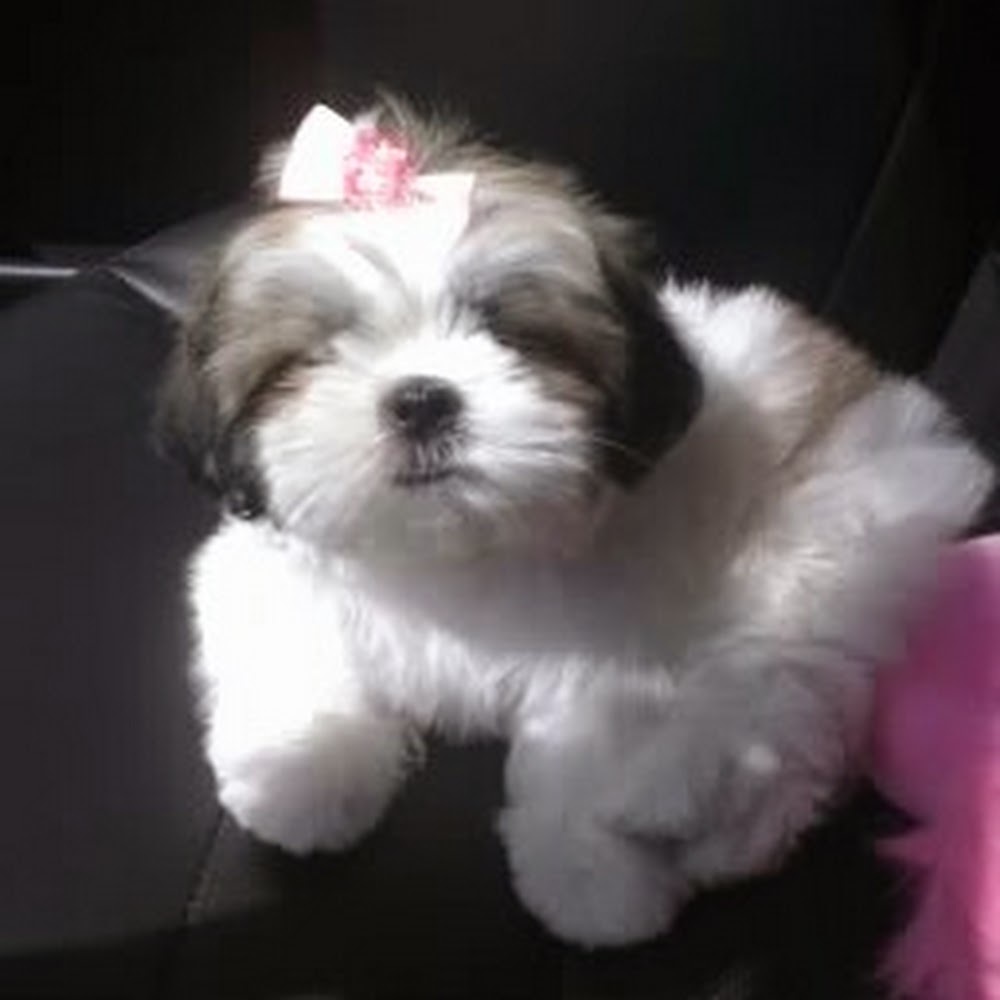 Meet your Posher, Jannette