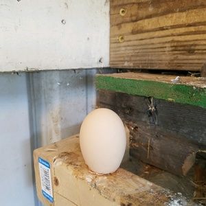 Meet your Posher, Katrina